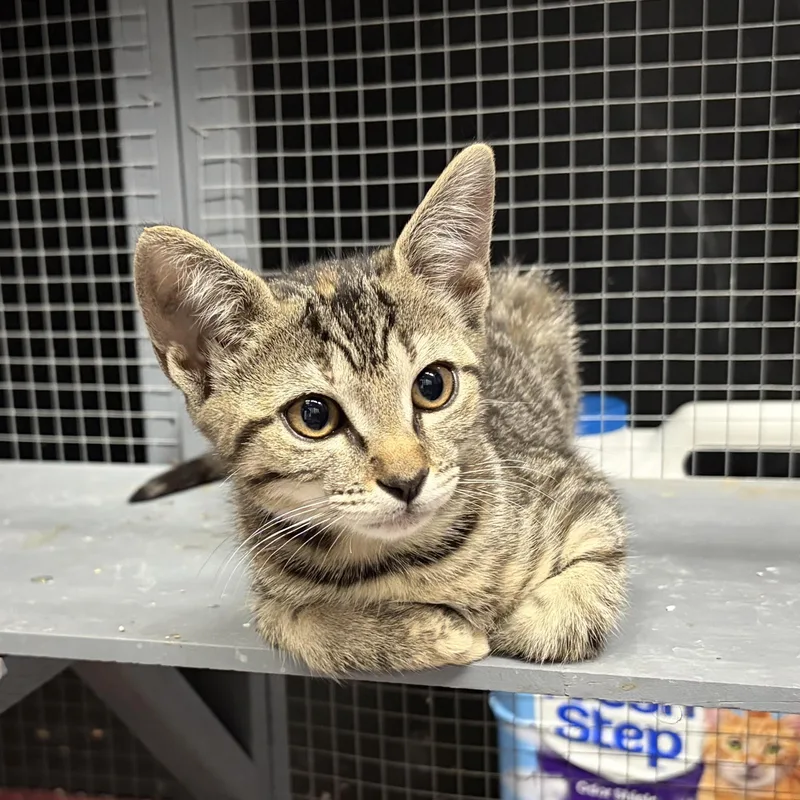 A baby medium-sized female Tabby cat named Carli for adoption in Columbia, SC