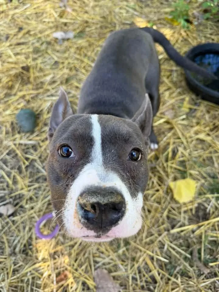 An adult medium-sized female Gray / Blue / Silver Pit Bull Terrier dog named Desiree for adoption in Chicago, IL