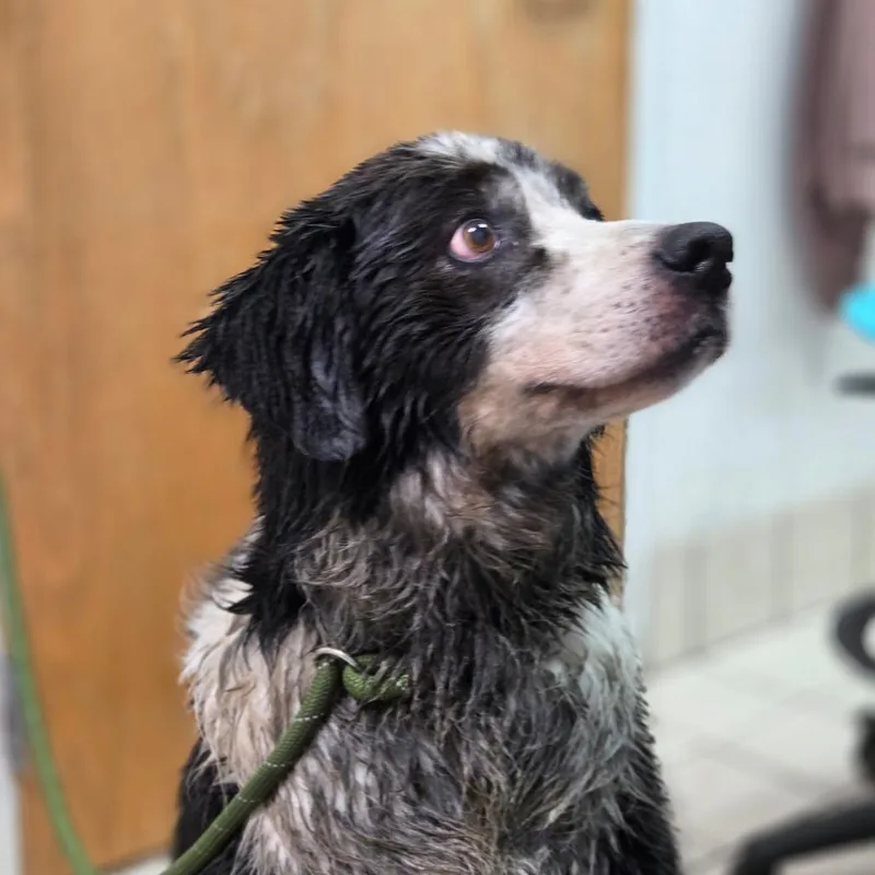 A senior large-sized male Black Mixed Breed dog named Rebel for adoption in Charleston, WV