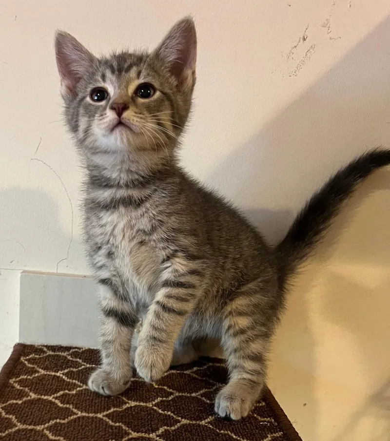 A baby medium-sized female Tabby (Gray / Blue / Silver) Domestic Short Hair cat named Gumdrop for adoption in East Brunswick, NJ