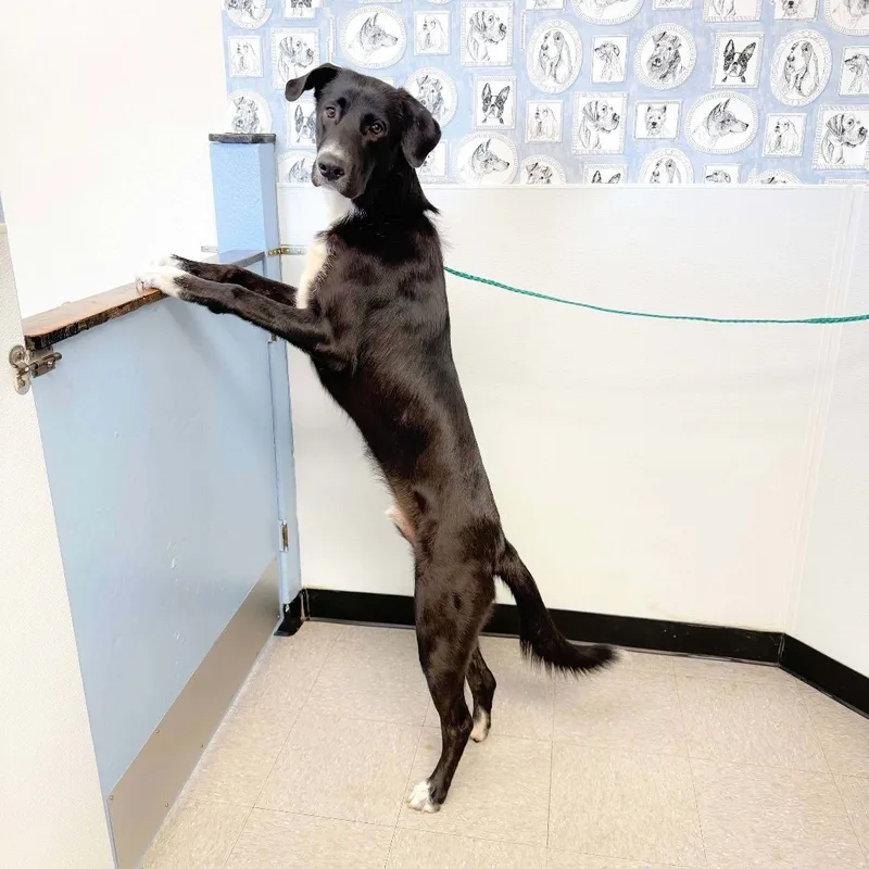 An adult large-sized male Border Collie dog named Rusty for adoption in Bastrop, TX