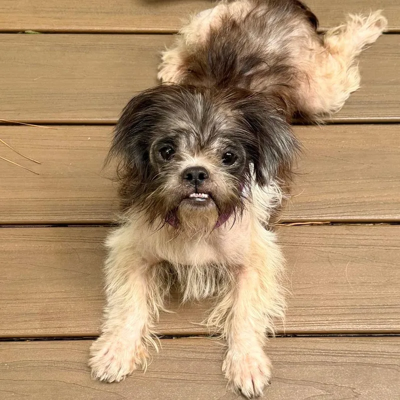 A senior small-sized female Maltese dog named Birgit for adoption in Wake Forest, NC