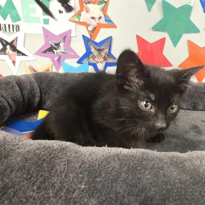 A young medium-sized male Black Domestic Short Hair cat named Stitch for adoption in Xenia , OH