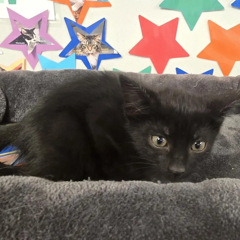 Stitch thumbnail 3