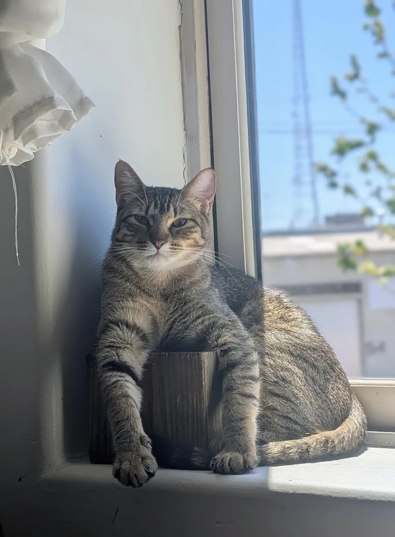 An adult medium-sized male Tabby (Buff / Tan / Fawn) Tabby cat named Bowie for adoption in Pearland, TX