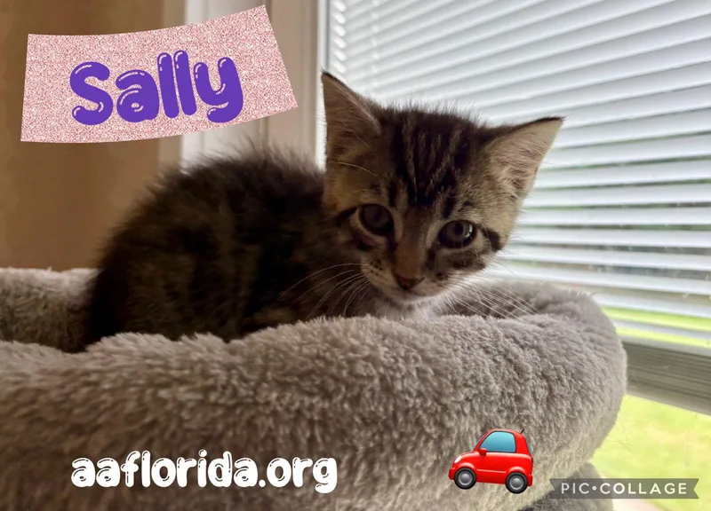 Sally thumbnail 2