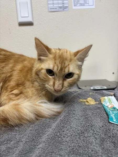 An adult small-sized female Domestic Medium Hair cat named Spectre for adoption in Sherwood, OR