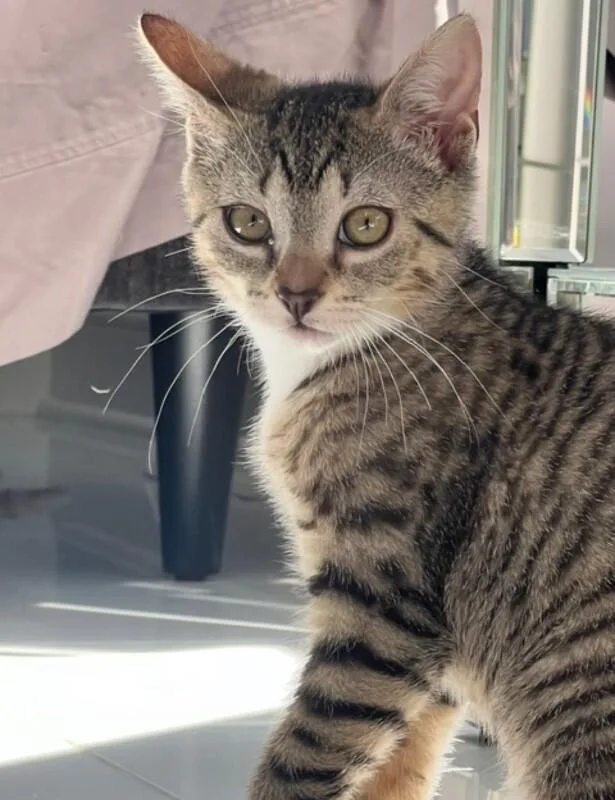 A young medium-sized female Tabby (Brown / Chocolate) Domestic Short Hair cat named Cleopatra for adoption in North Babylon, NY