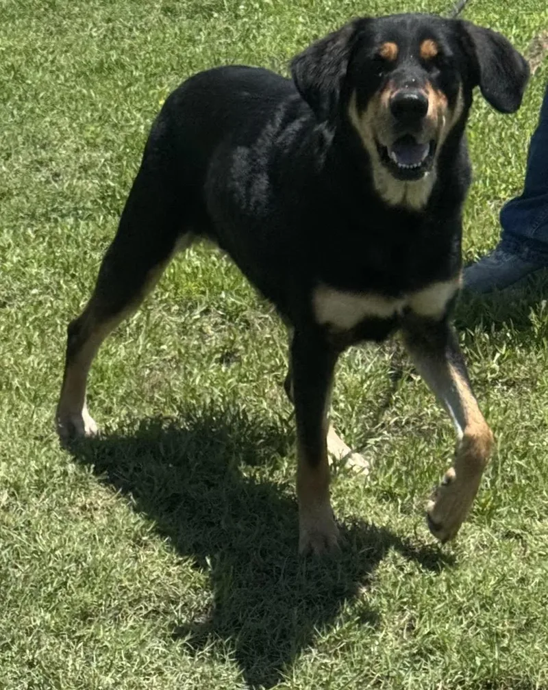 An adult large-sized female Hound dog named Medusa for adoption in Pryor, OK