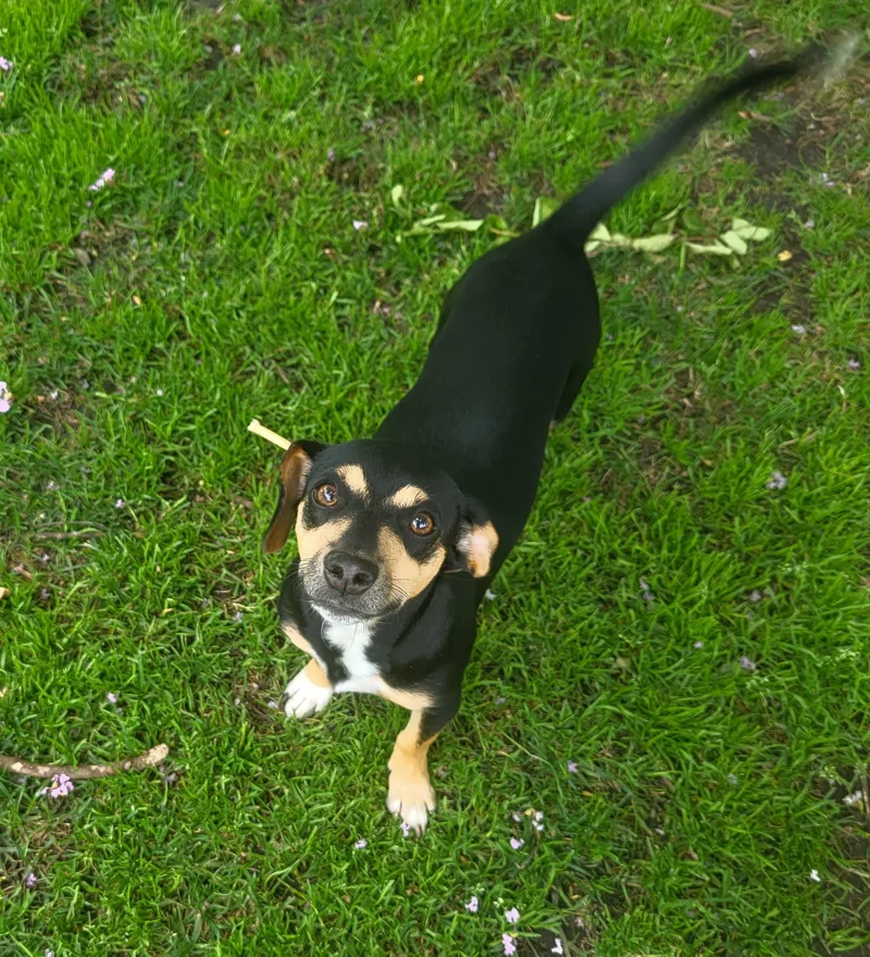A baby small-sized female Tricolor (Brown, Black, & White) Chiweenie dog named Gretchen for adoption in Lodi, CA