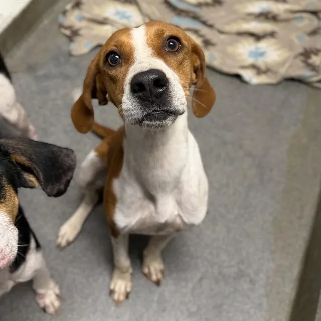An adult medium-sized female Treeing Walker Coonhound dog named Thelma for adoption in Huntsville, AL