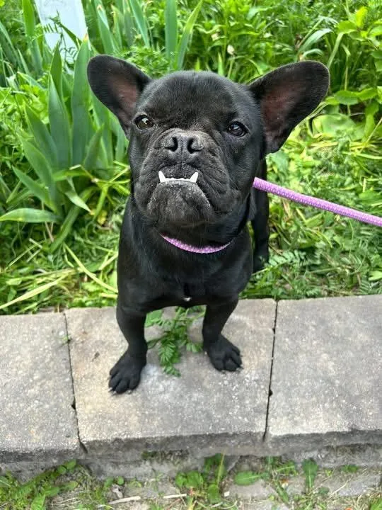 Vader