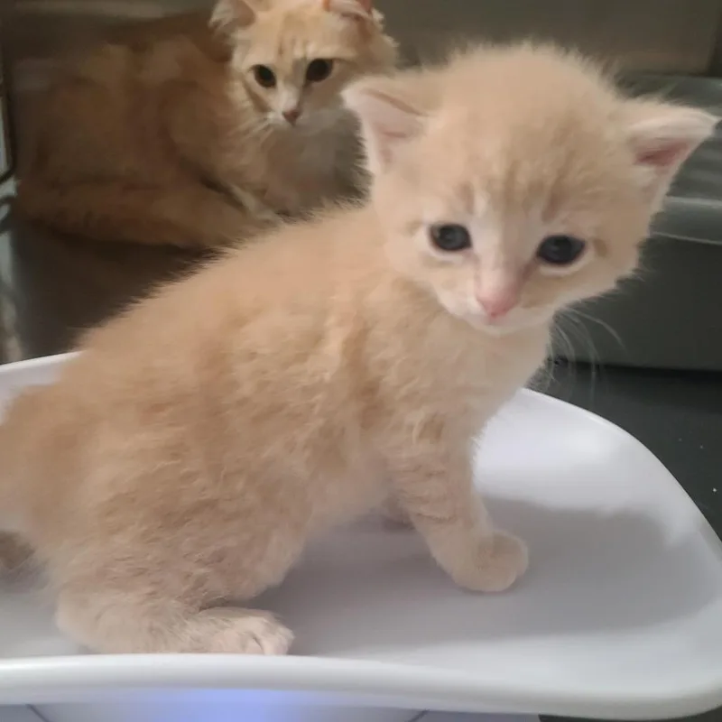 A baby small-sized female Buff / Tan / Fawn Domestic Short Hair cat named Miriam for adoption in Russellville, KY