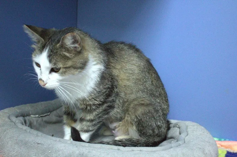 A young small-sized female Domestic Short Hair cat named Florence for adoption in Neillsville, WI