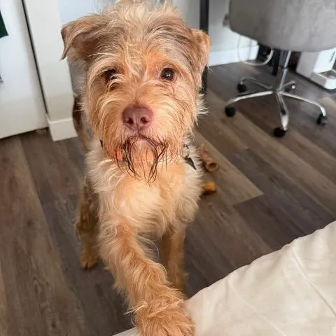 A young medium-sized male Terrier dog named Bellington for adoption in Chicago, IL