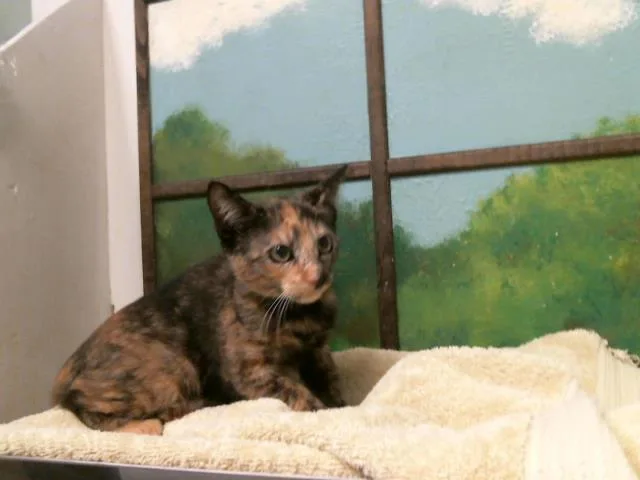 A baby small-sized female Domestic Short Hair cat named Penelope for adoption in Houston, TX