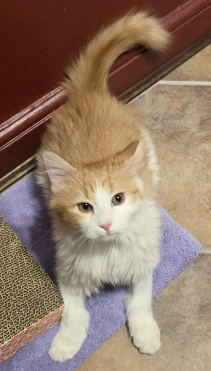 A baby medium-sized male Tabby (Brown / Chocolate) Domestic Short Hair cat named GIZMO N. Ready for adoption in New York, NY