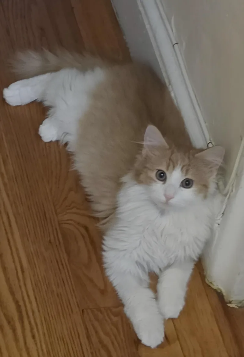 GIZMO N.  Ready thumbnail 3