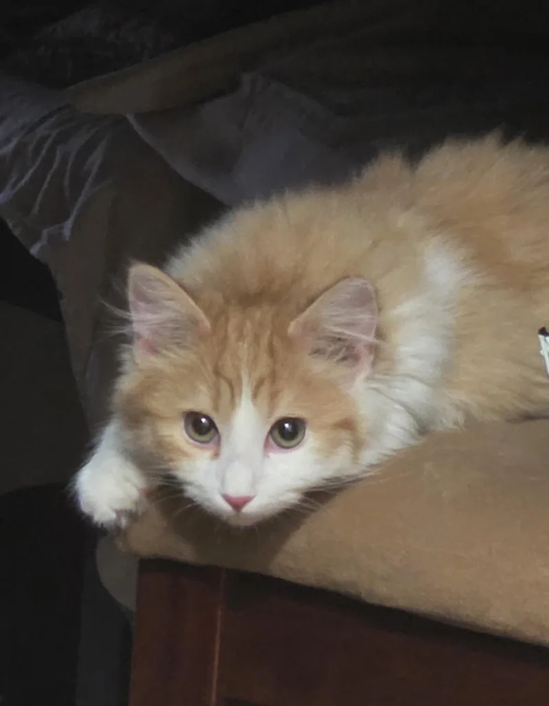 GIZMO N.  Ready thumbnail 5