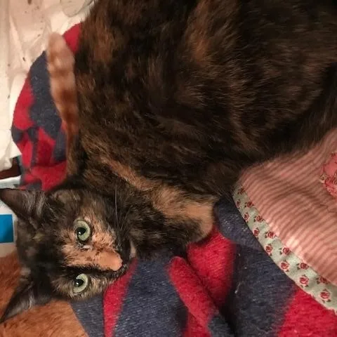 An adult large-sized female Tortoiseshell cat named Shelby for adoption in Crockett, CA