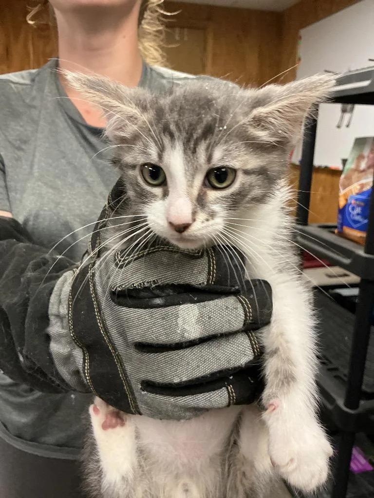 A baby small-sized female Abyssinian cat named Sugar for adoption in Dyersburg, TN
