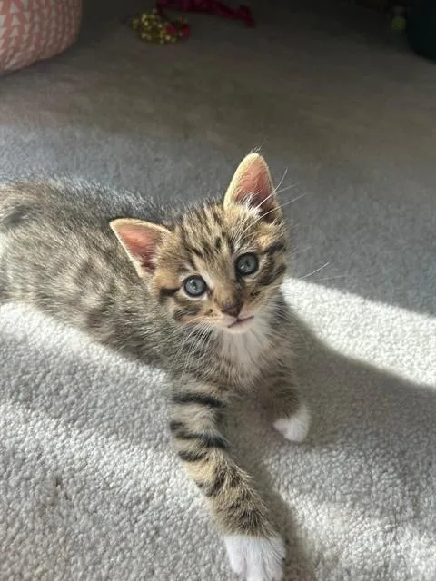 Kimi