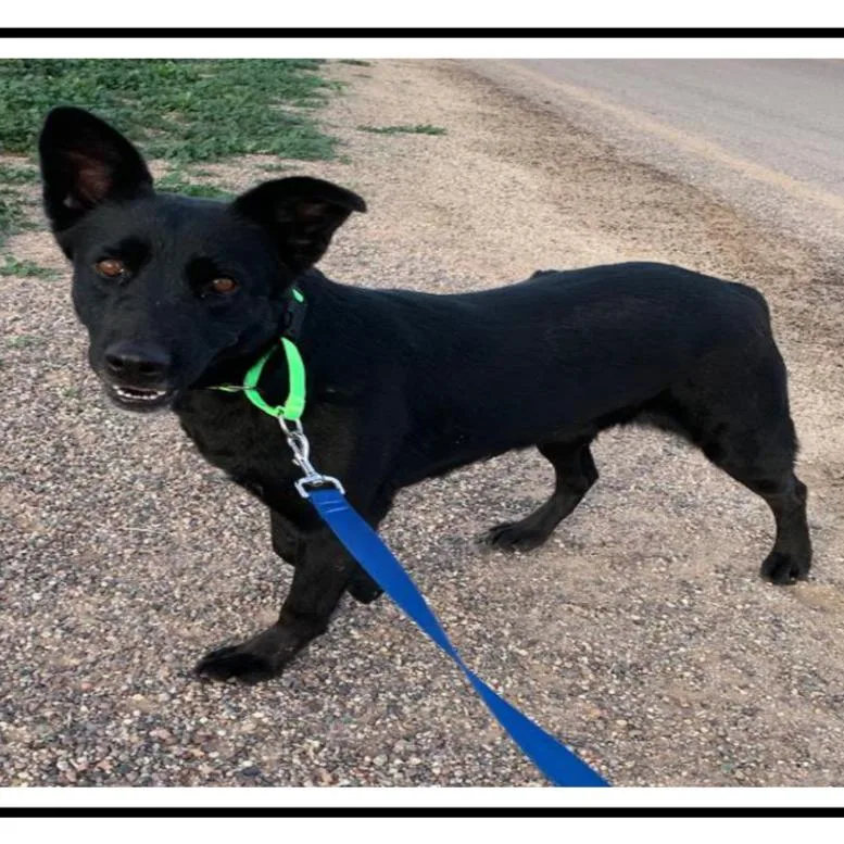 An adult medium-sized female Black Labrador Retriever dog named Agatha for adoption in Apache Junction, AZ