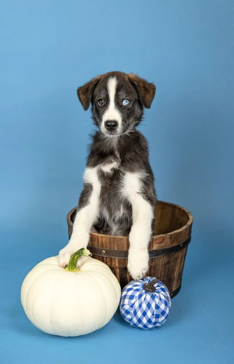 A baby large-sized female Husky dog named 817-26 for adoption in Brighton, CO