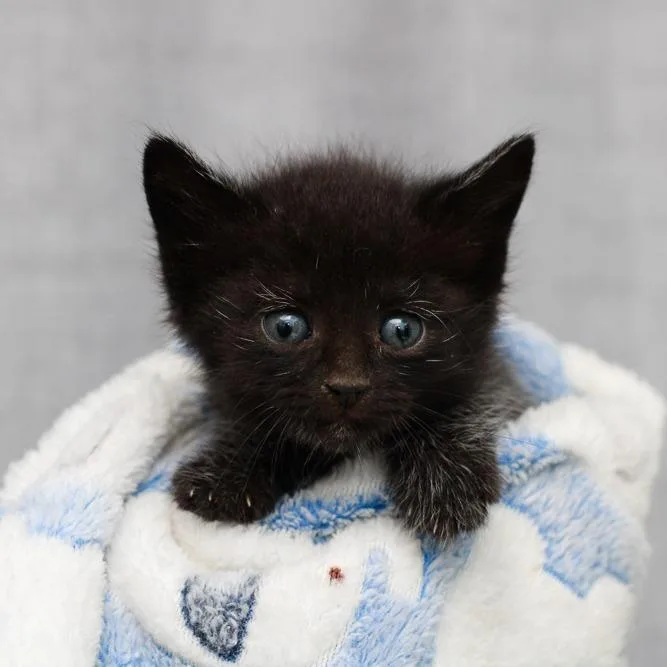 A baby small-sized female Black Domestic Short Hair cat named Gladiola for adoption in Hattiesburg, MS