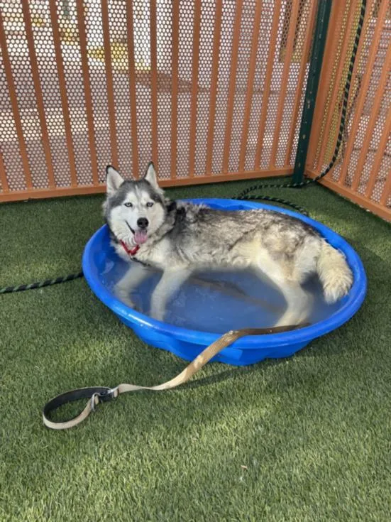 Nala