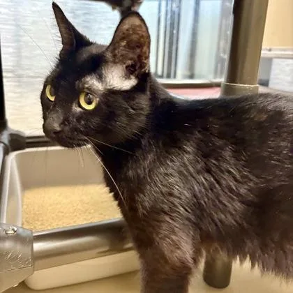 A young medium-sized female Black Domestic Short Hair cat named Pasta for adoption in Dubuque, IA