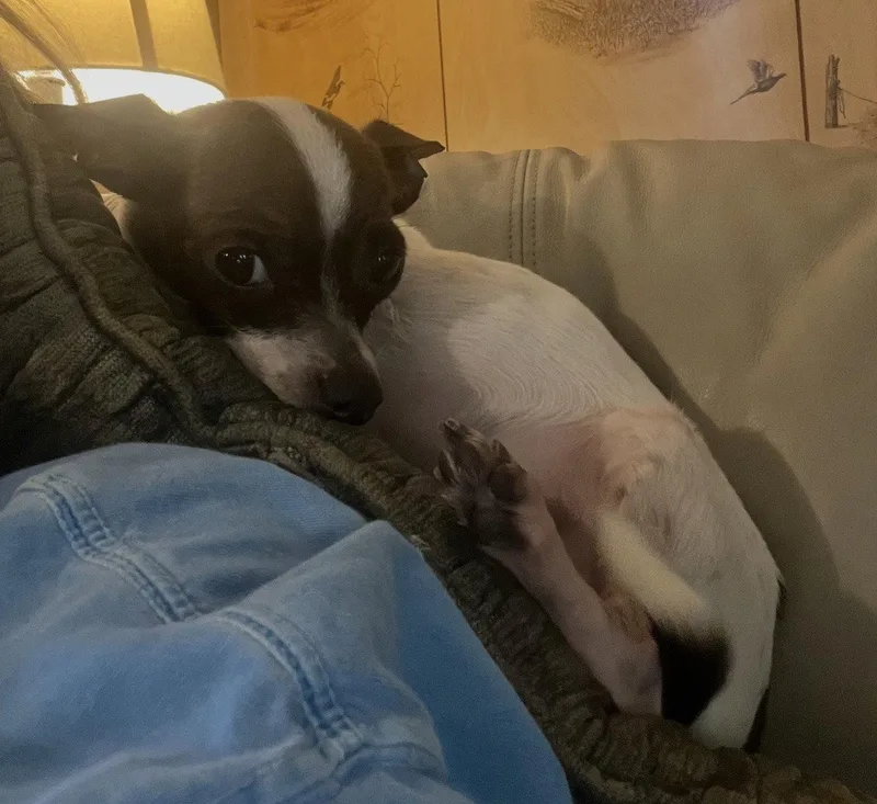 A young small-sized male Chihuahua dog named Sampson Gatlin for adoption in Saunderstown, RI