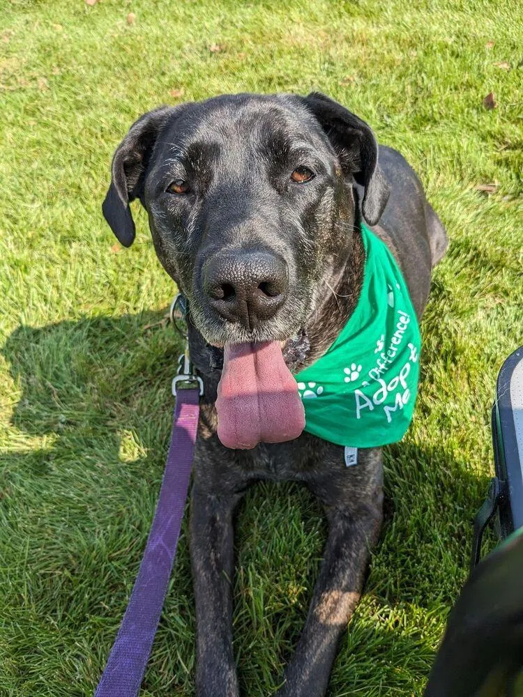 An adult large-sized female Brindle Great Dane dog named Bryndle for adoption in Eagan, MN