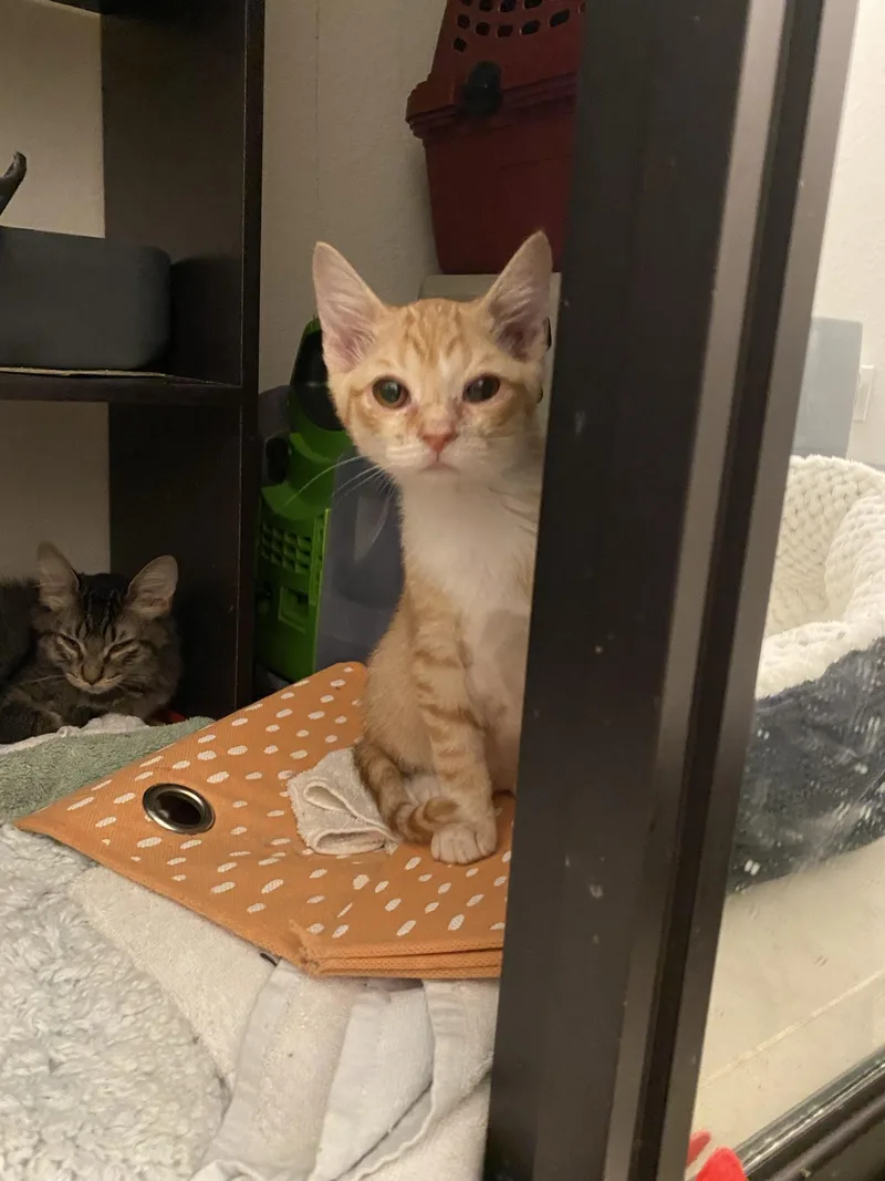 An adult small-sized male Domestic Short Hair cat named Charlie for adoption in San Juan Capistrano, CA