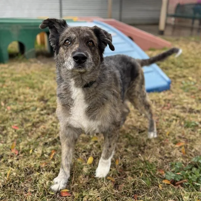 A senior extra large-sized male Australian Shepherd dog named Manaki for adoption in Modesto, CA