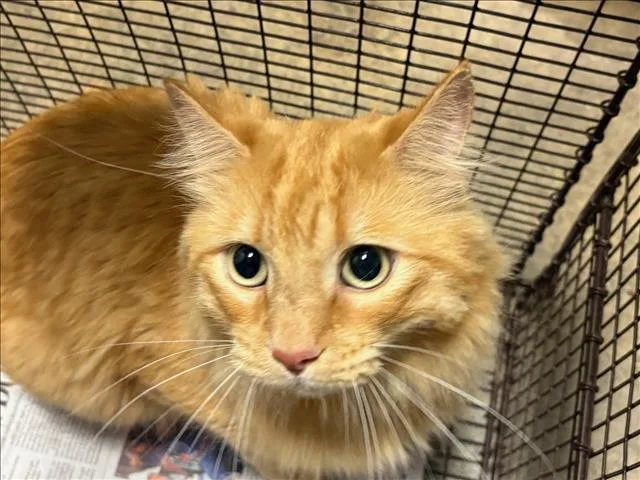 An adult medium-sized male Domestic Medium Hair cat named Grover for adoption in Chatsworth, CA