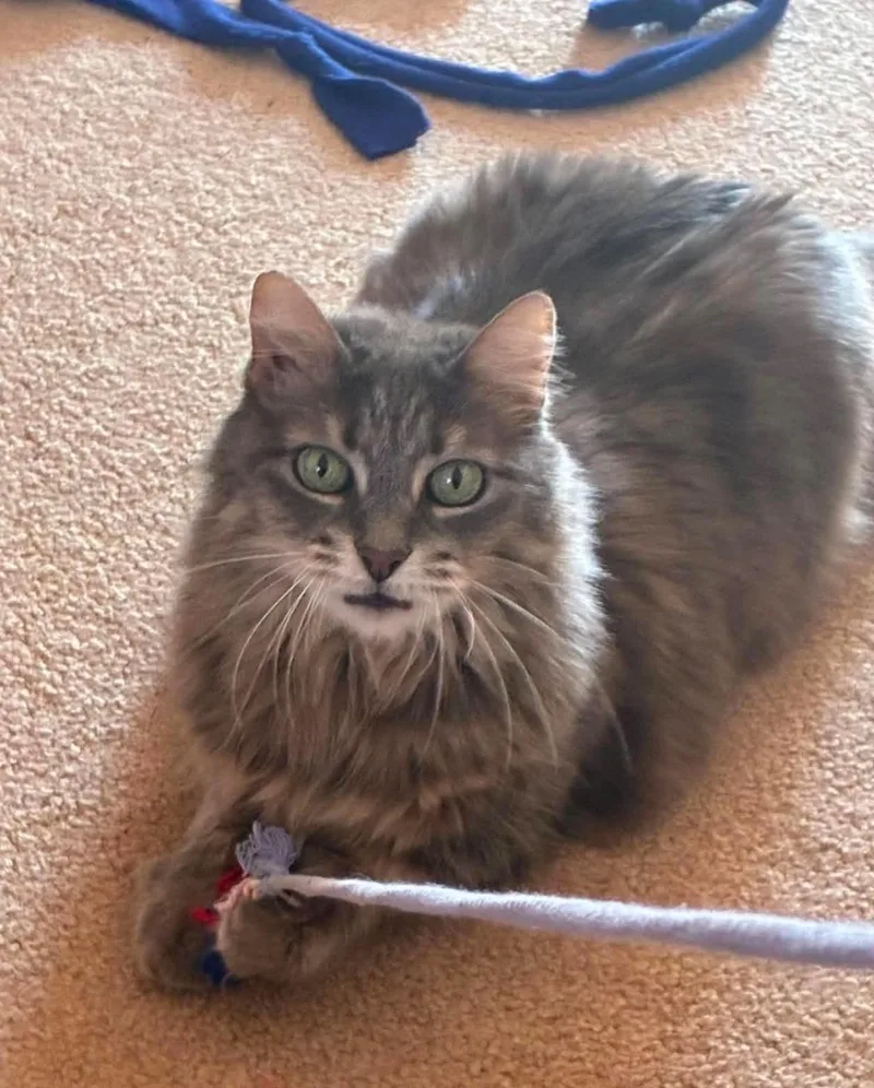 A young small-sized female Domestic Long Hair cat named Patty Cake C Norris for adoption in Saunderstown, RI
