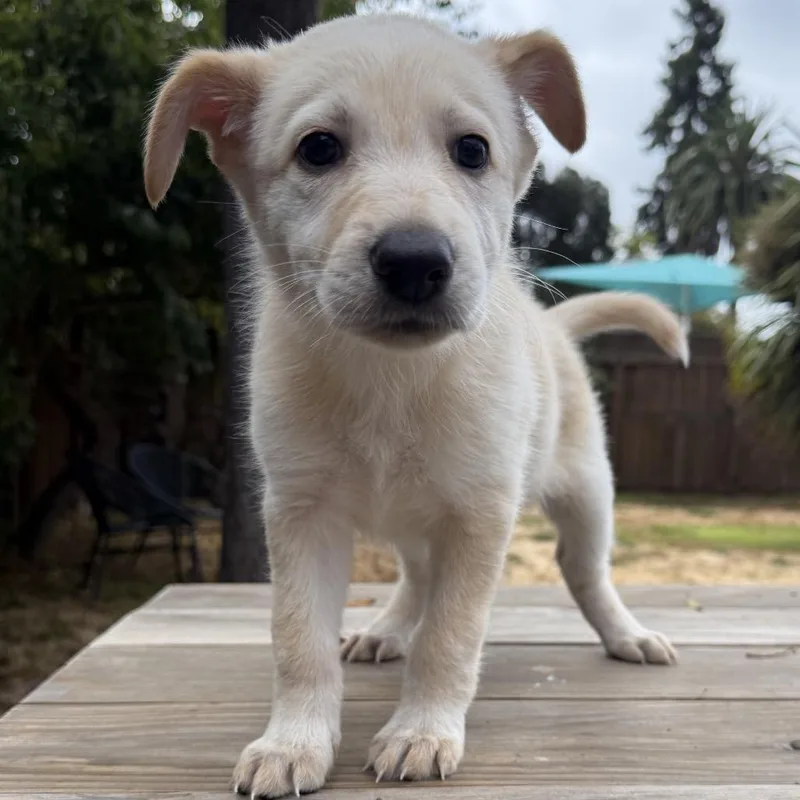 A baby medium-sized female Retriever dog named Popcorn for adoption in Point Richmond, CA