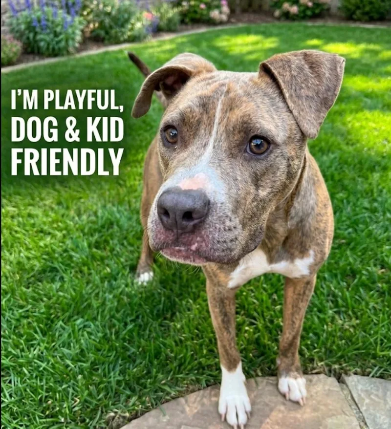 A young medium-sized male Pit Bull Terrier dog named Lazlo for adoption in Roswell, GA