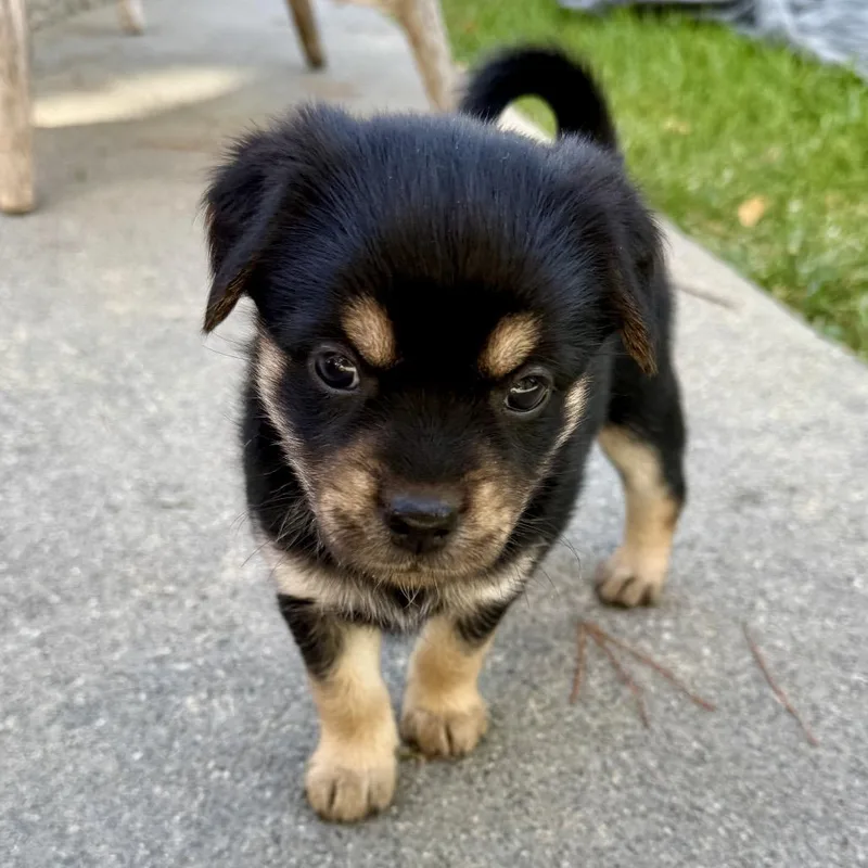 A baby small-sized female Black Mixed Breed dog named Honey for adoption in Sonoma, CA