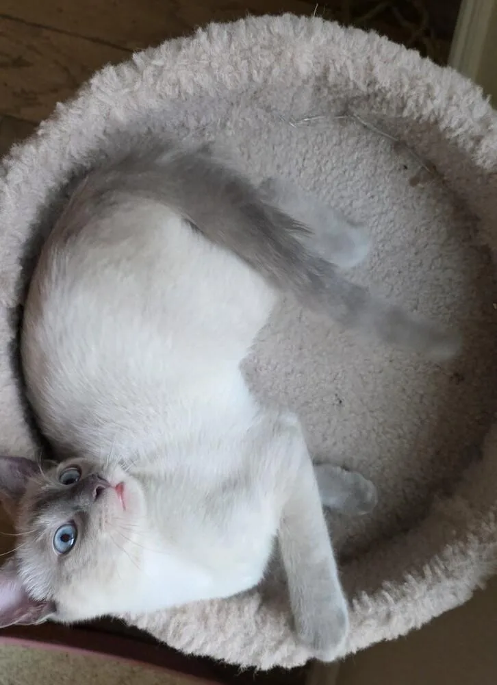 A baby small-sized male Siamese cat named Serrano for adoption in Austin, TX
