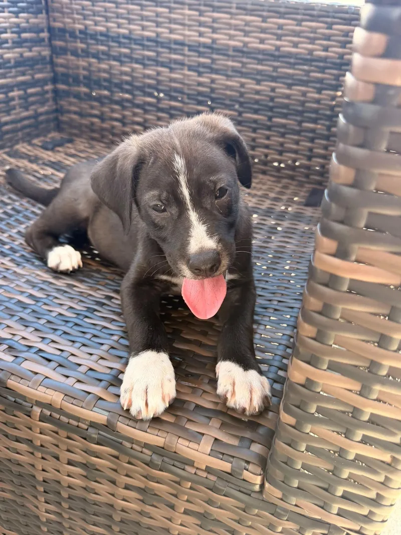 A baby medium-sized female Black Labrador Retriever dog named Laurel for adoption in Fort Belvoir, VA