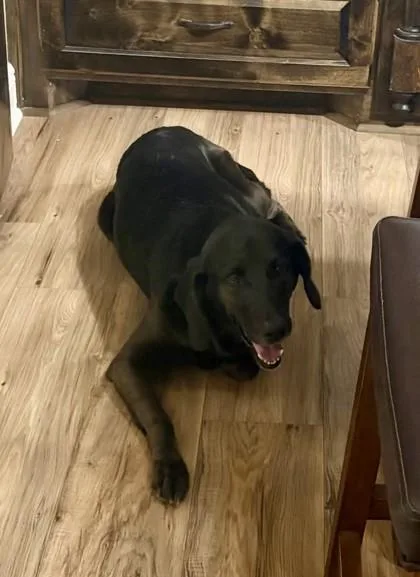 A senior large-sized female Mixed Breed dog named Shadow for adoption in Covington, LA