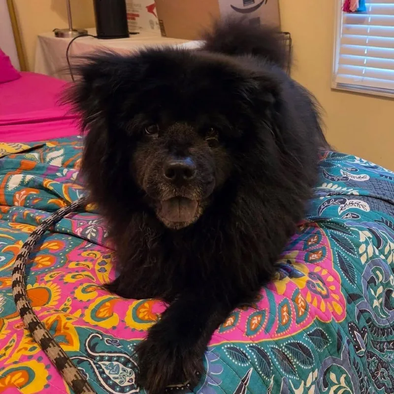 An adult medium-sized female Black Chow Chow dog named Lola for adoption in Olathe, KS