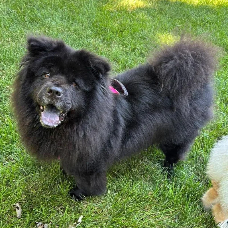 Lola thumbnail 3