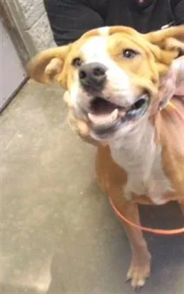 An adult medium-sized male Pit Bull Terrier dog named Mondo for adoption in Tulsa, OK