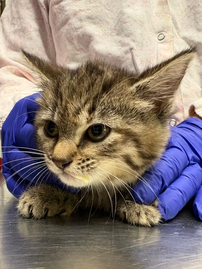 A baby medium-sized female Domestic Short Hair cat named Fauna for adoption in Fall River, MA
