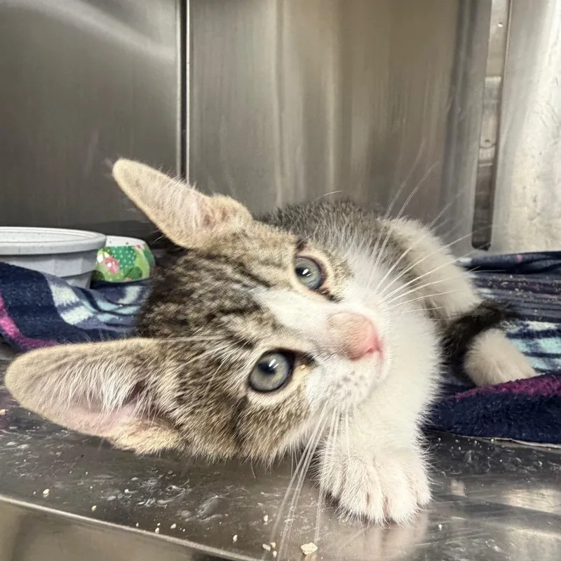 A baby small-sized male Brown / Chocolate Domestic Short Hair cat named Zooble for adoption in Bryan, TX