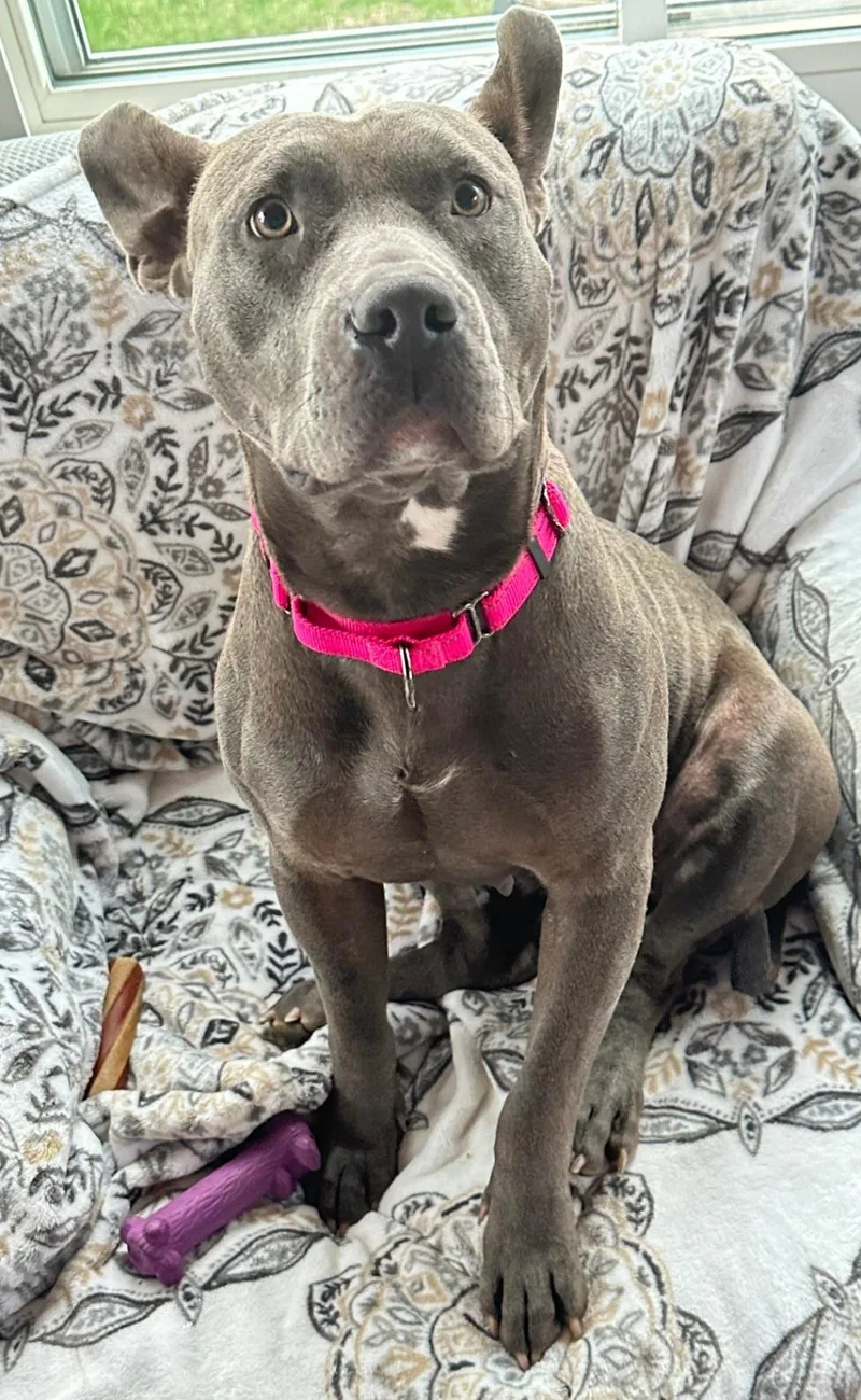 An adult large-sized female Pit Bull Terrier dog named Bonita for adoption in merrillville, IN