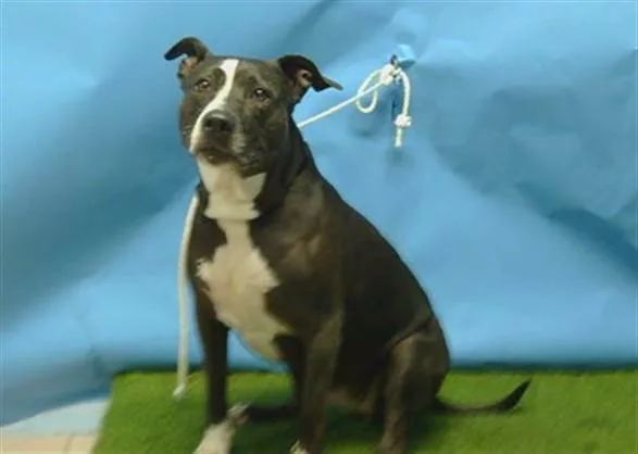 An adult large-sized female Pit Bull Terrier dog named Darla for adoption in Gardena, CA